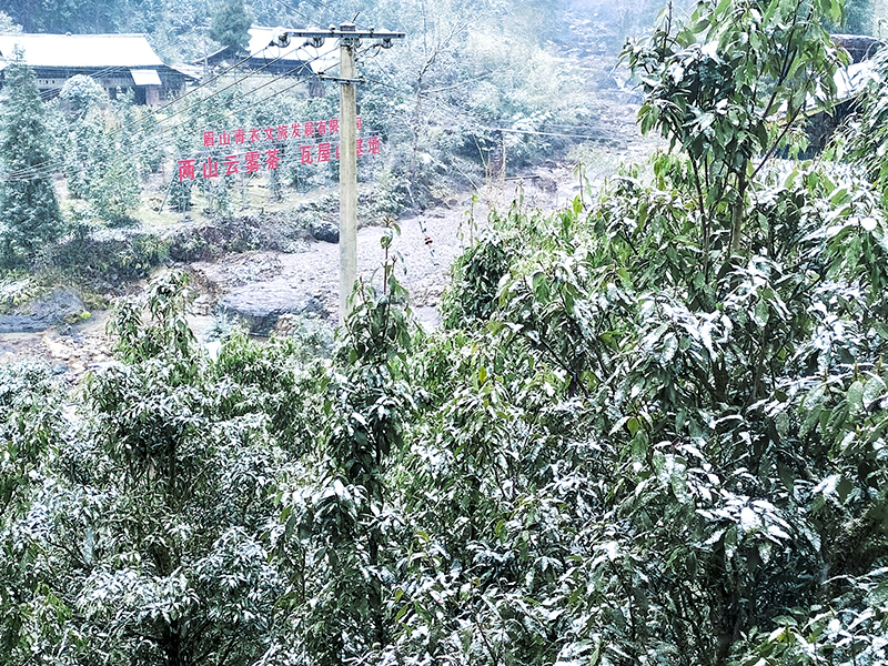 桌山春雪-1