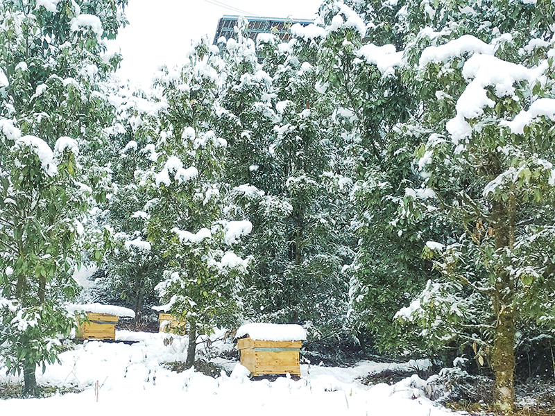 桌山春雪-4