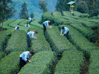 采茶人采茶忙-刘忠俊摄