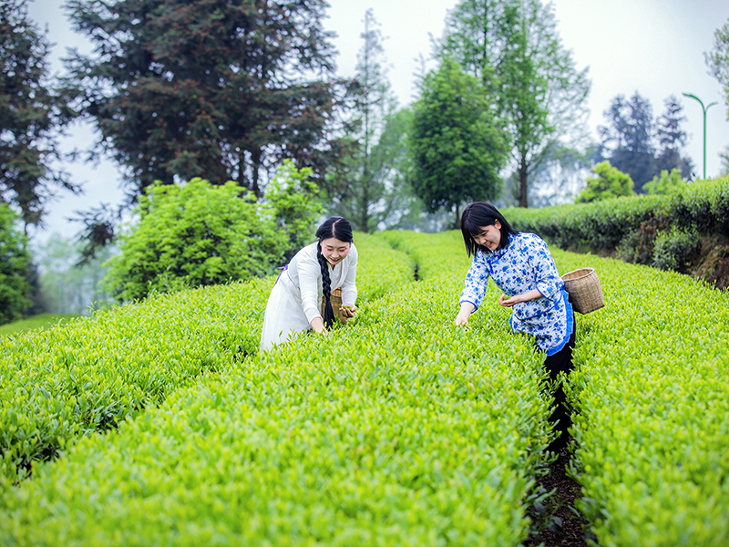 春茶采茶-1