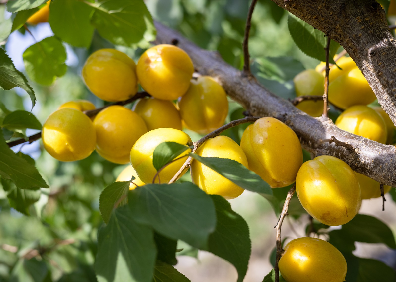 citrus-fruit-food-food-photography-953219