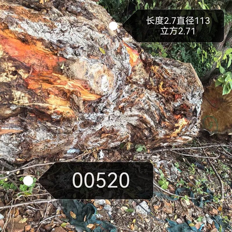 白杨树榴原木1立方价格6500元-1-
