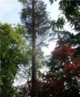 仿生树-松树型1