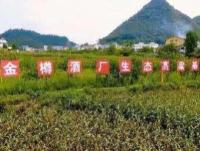 高粱基地