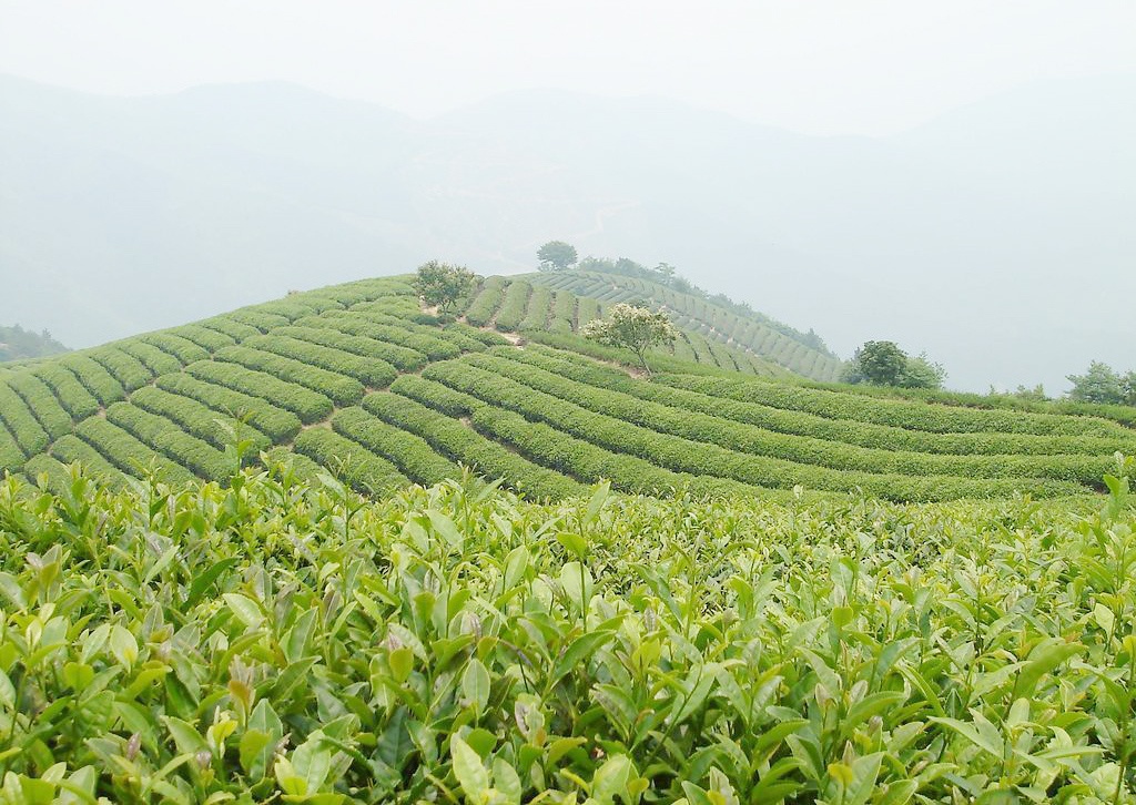 茶园2