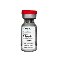 Rspondin-1
