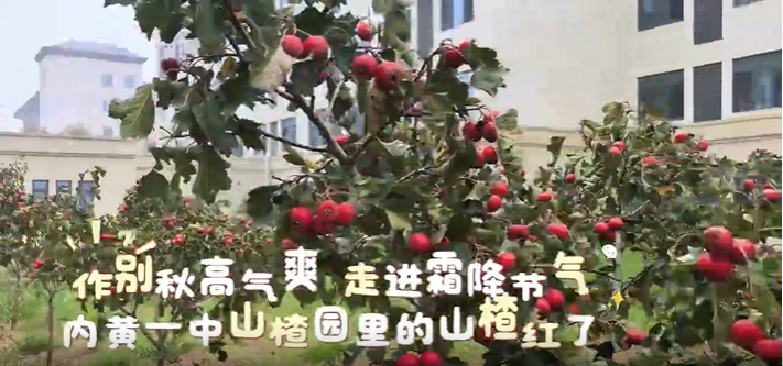 红果寄初心 实践增才干｜内黄一中开展“山楂红了”主题实践活动
