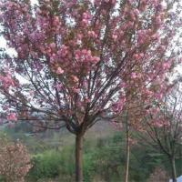 牡丹樱花-1-