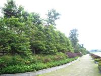 三郎镇河道建设