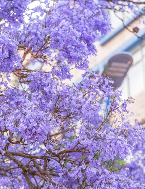 昆明蓝花楹文化旅游季5.jpg