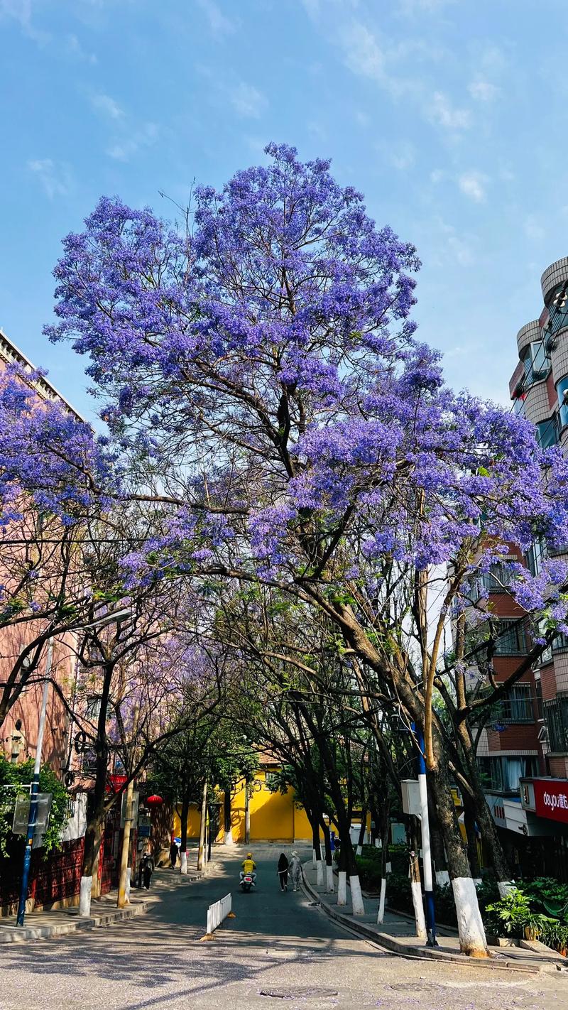 昆明蓝花楹文化旅游季1.jpg