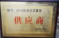 2018年度优质薯苗供应商