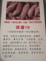 商薯19