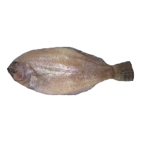 沟鲆