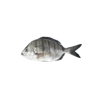 海鲫