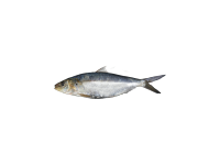 圆沙丁