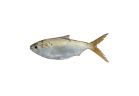 黄尾沙丁