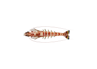 对虾