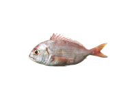 小红鲷