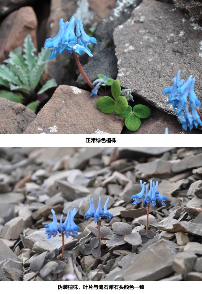 Corydalis hemidicentra with ordinary green leaves and with camouflage gray leaves. /CMG