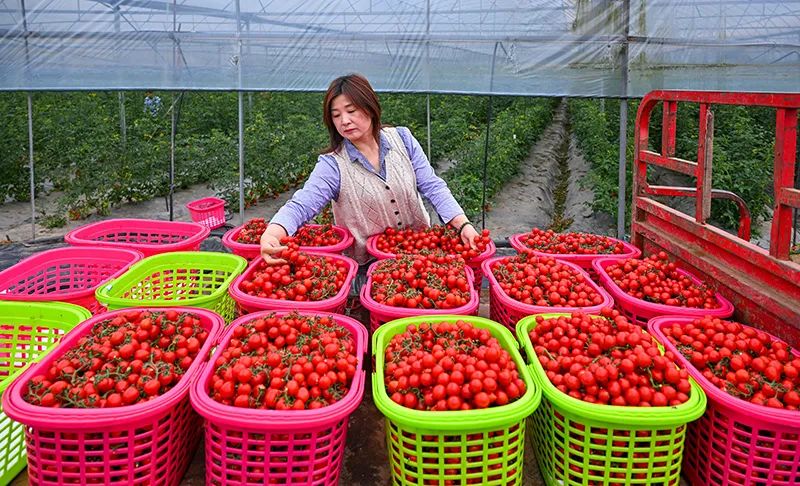 眉山仁寿：大棚番茄藤上挂 乡村振兴“别样红”_fororder_微信图片_20250427090312