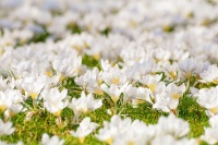 crocus-4077848
