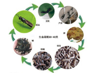 黑水虻-3