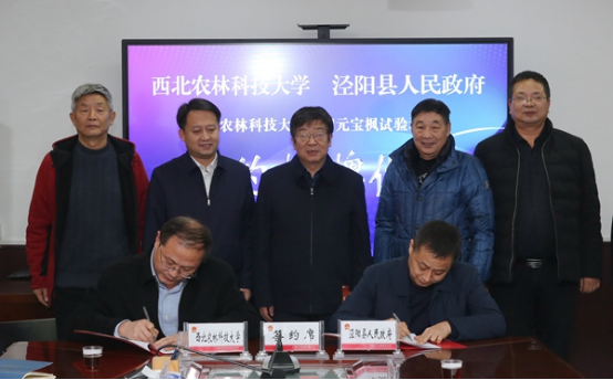 元宝枫第五张.png