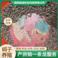 u-175043258,1775534331-fm-199-app-68-f-JPEG