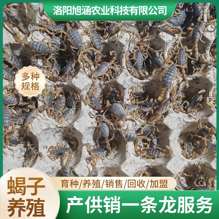 u-3610200744,2913955928-fm-199-app-68-f-JPEG