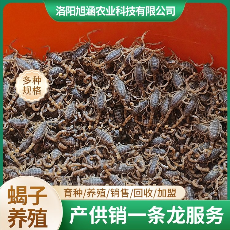 u-2361256764,306370952-fm-199-app-68-f-JPEG