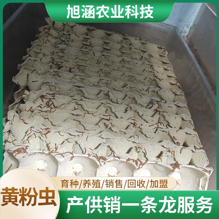 u-1414867683,1935613183-fm-199-app-68-f-JPEG