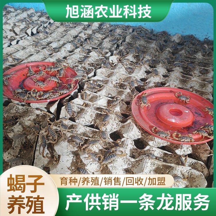 u-3497821003,3946623891-fm-199-app-68-f-JPEG