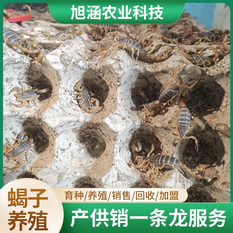 u-824894740,2211611111-fm-199-app-68-f-JPEG