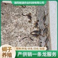 u-418205946,3884280605-fm-199-app-68-f-JPEG