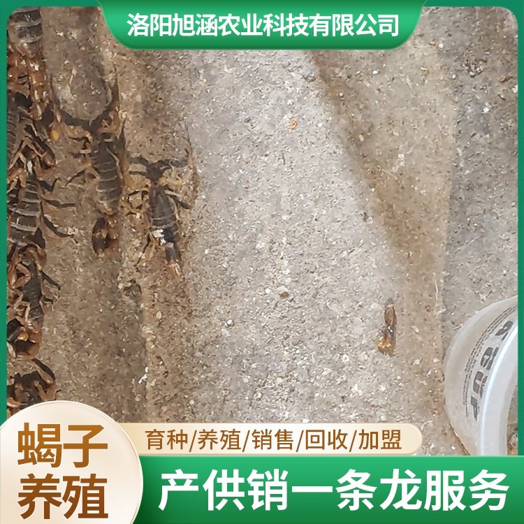 u-1421687854,2886436644-fm-199-app-68-f-JPEG