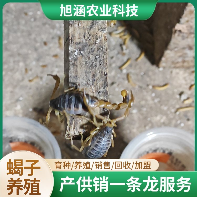 u-1999746245,2149387857-fm-199-app-68-f-JPEG