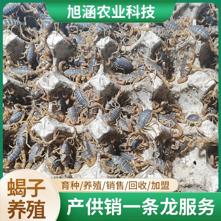 u-3631215976,937472027-fm-199-app-68-f-JPEG