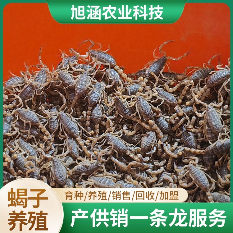 u-710611280,3685004661-fm-199-app-68-f-JPEG