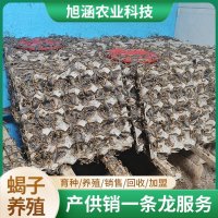 u-624440964,2060498630-fm-199-app-68-f-JPEG