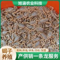 u-2377348901,2309499728-fm-199-app-68-f-JPEG