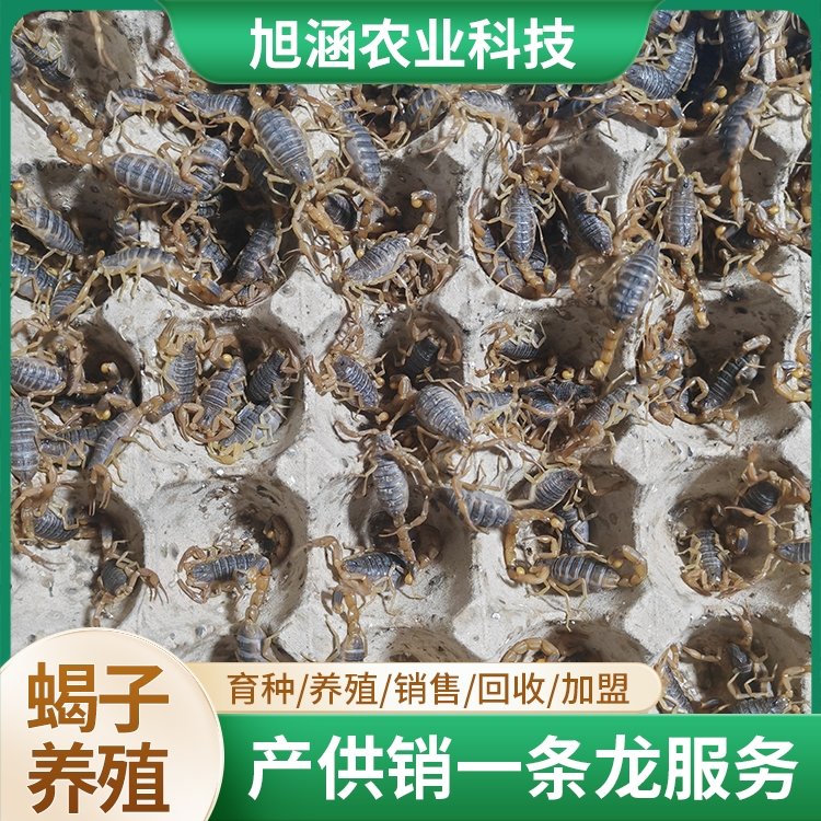 u-2098716201,2201939886-fm-199-app-68-f-JPEG