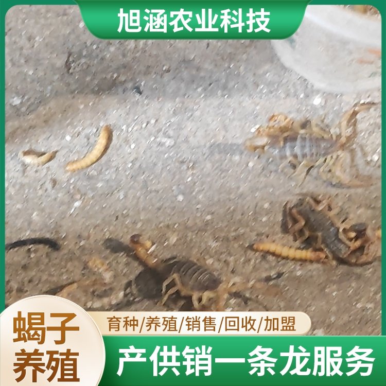 u-4064390165,359411368-fm-199-app-68-f-JPEG