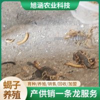 u-4064390165,359411368-fm-199-app-68-f-JPEG