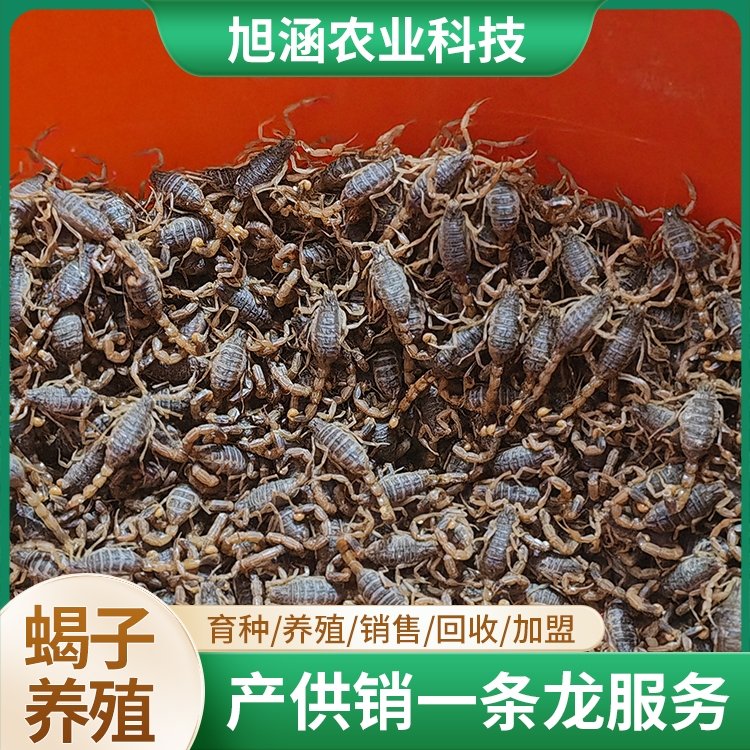 u-2109589581,3222515489-fm-199-app-68-f-JPEG