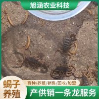 u-701732795,3296267704-fm-199-app-68-f-JPEG