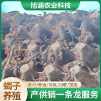 u-295168192,3761658003-fm-199-app-68-f-JPEG