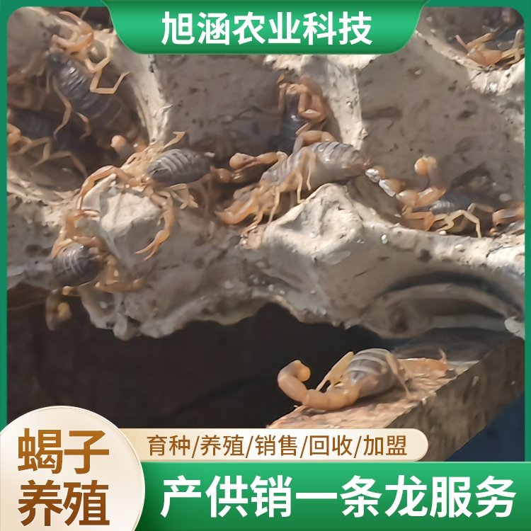 u-3670062869,3162136502-fm-199-app-68-f-JPEG