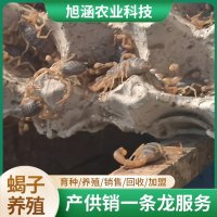 u-3670062869,3162136502-fm-199-app-68-f-JPEG