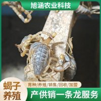 u-1554889332,4220223037-fm-199-app-68-f-JPEG